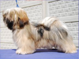 LUCY Yangadoo's IVEPET, Lhasa Apso