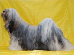 JCH. LUCKY GIRL Stará Bašta, Lhasa Apso