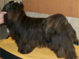 YANGADOO'S Quick Step to IVEPET, Lhasa Apso