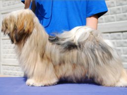 LUCY Yangadoo's IVEPET, Lhasa Apso