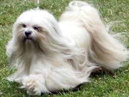 ICH. Ti La Shu O'Ivepet, Lhasa Apso