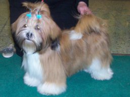 Colour Coctail, Lhasa Apso