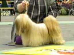 ICH. MultiCH. CLAVIUS Ivepet, Lhasa Apso