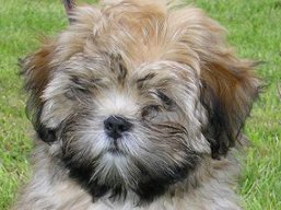 Šteniatka, Lhasa Apso