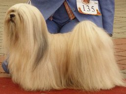 ICH. MULTICh. Ti La Shu O'Ivepet, Lhasa Apso