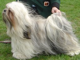 CH. LUCKY GIRL Stará Bašta, Lhasa Apso