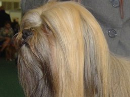 ICH. YANGADOO'S MONTOYA, Lhasa Apso