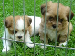 Šteniatka, Lhasa Apso