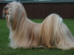 CH. Midwas Geronimo C, Lhasa Apso