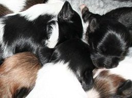 Marcove šteniatka, Lhasa Apso