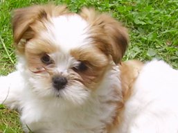 Vianočné šteniatka, Lhasa Apso