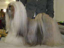 MultiCH. LUCKY GIRL Stará Bašta, Lhasa Apso