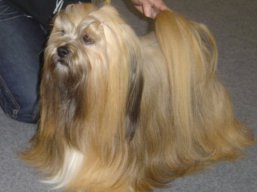 ICH. MultiCH. YANGADOO'S MONTOYA, Lhasa Apso