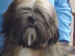 PERSEUS Ivepet, Lhasa Apso