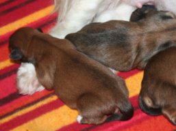 Clavko opäť otcom, Lhasa Apso