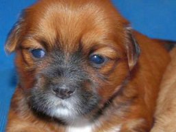 ICH. SEMPLICEMENTE Dell' Alberico, Lhasa Apso