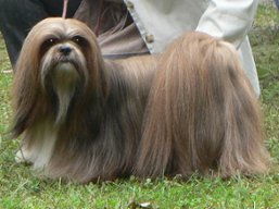 ICH. Close To Perfection RE CLAIM, Lhasa Apso
