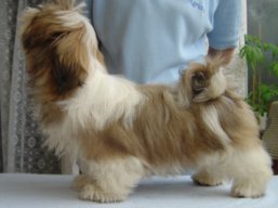 KENZO IVEPET Lhamco Laco, Lhasa Apso