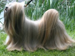 ICH. MultiCH. YANGADOO'S MONTOYA, Lhasa Apso