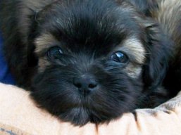 Čakáme šteniatka, Lhasa Apso