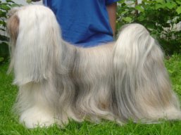 ICH. MultiCH. LUCKY GIRL Stará Bašta, Lhasa Apso