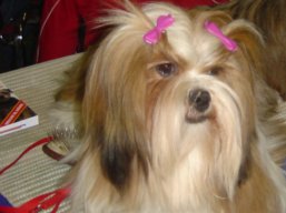 KENZO IVEPET Lhamco Laco, Lhasa Apso