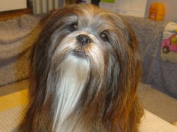 REVIVAL Ivepet, Lhasa Apso
