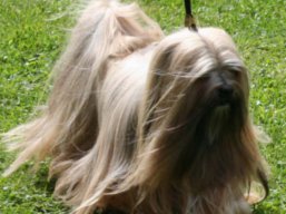 ICH. MultiCH. YANGADOO'S MONTOYA, Lhasa Apso