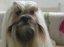 ICH. MultiCH. LUCKY GIRL Stará Bašta, Lhasa Apso