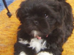 TIFFANY Ivepet, Lhasa Apso