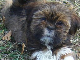 Vrh V, šteniatko Lhasa Apso, Lhasa Apso