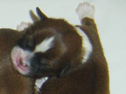 Vrh W, šteniatka Lhasa Apso, Lhasa Apso