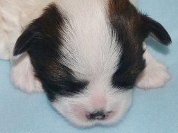 Vrh W, šteniatka Lhasa Apso, Lhasa Apso