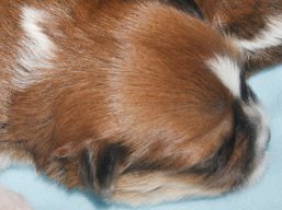 Vrh W, šteniatka Lhasa Apso, Lhasa Apso