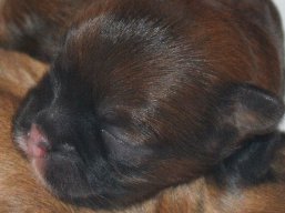 Vrh X, šteniatka Lhasa Apso, Lhasa Apso