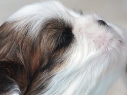 Vrh W, šteniatka Lhasa Apso, Lhasa Apso