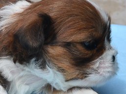 Vrh W, šteniatka Lhasa Apso, Lhasa Apso