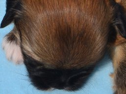 Vrh X, šteniatka Lhasa Apso, Lhasa Apso