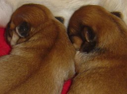 Vrh Y, šteniatka Lhasa Apso, Lhasa Apso