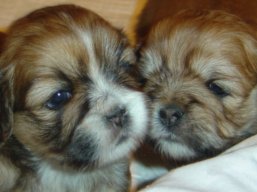 Vrh Y, šteniatka Lhasa Apso, Lhasa Apso