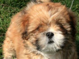Vrh Y, šteniatko Lhasa Apso, Lhasa Apso