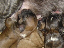 Vrh Z, šteniatka Lhasa Apso, Lhasa Apso