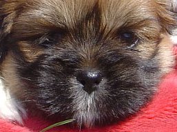 Vrh Z, šteniatka Lhasa Apso, Lhasa Apso