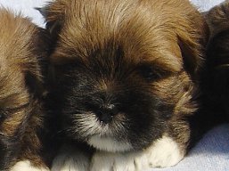 Vrh Z, šteniatka Lhasa Apso, Lhasa Apso