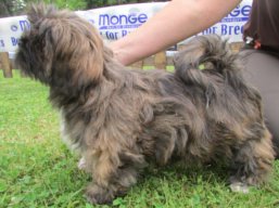 Vrh Z, šteniatko Lhasa Apso, Lhasa Apso