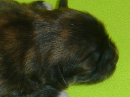 Vrh A, šteniatka Lhasa Apso, Lhasa Apso