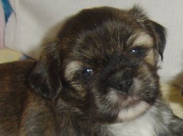 Vrh A, šteniatka Lhasa Apso, Lhasa Apso