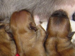 Vrh B, šteniatka Lhasa Apso, Lhasa Apso