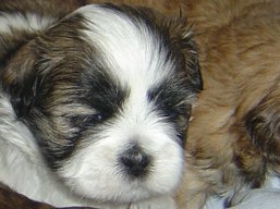 Vrh B, šteniatka Lhasa Apso, Lhasa Apso