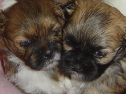 Vrh B, šteniatka Lhasa Apso, Lhasa Apso